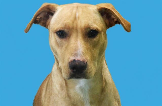 Duncan - Labrador Retriever