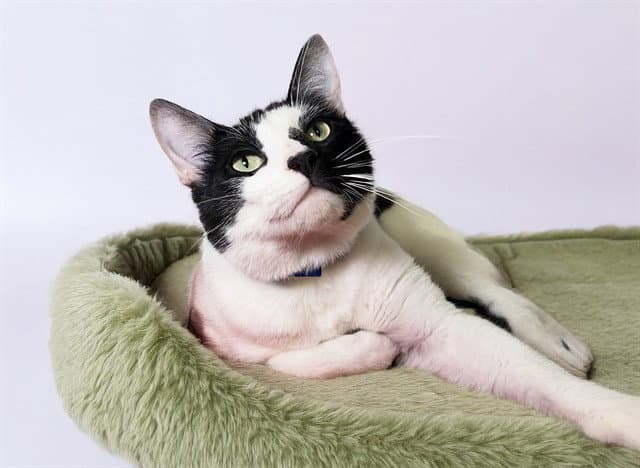Gato - Domestic Short Hair