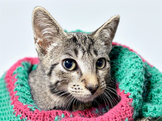 Bobby - Domestic Short Hair