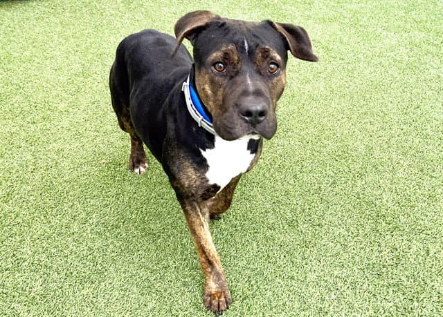 Stray Not Available - American Staffordshire Terrier
