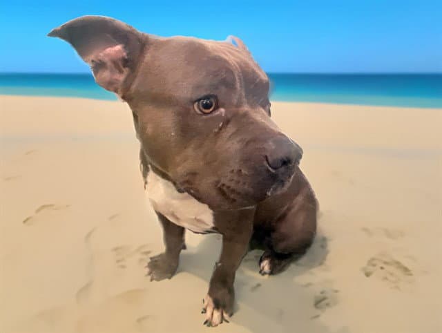 Rocky - American Bulldog