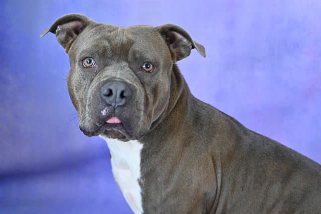 Rocky - American Bulldog