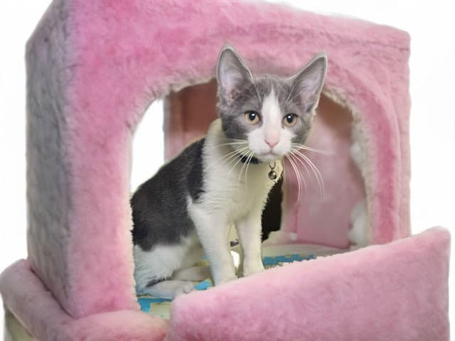 Tuesday - Domestic Short Hair