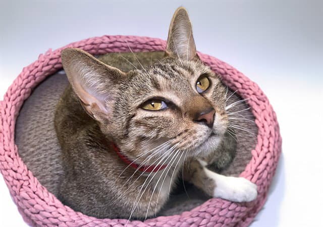 Coraline - Domestic Short Hair