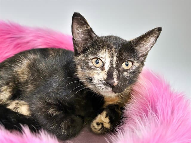 Trixie - Domestic Short Hair