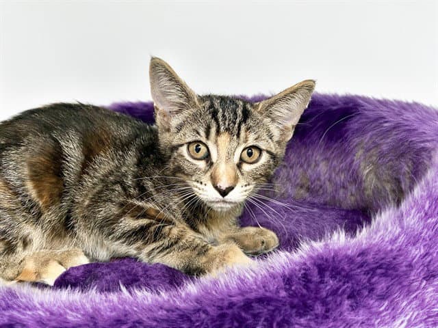 Bonnie - Domestic Short Hair