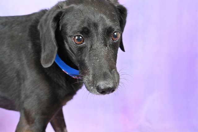 Robin - Whippet