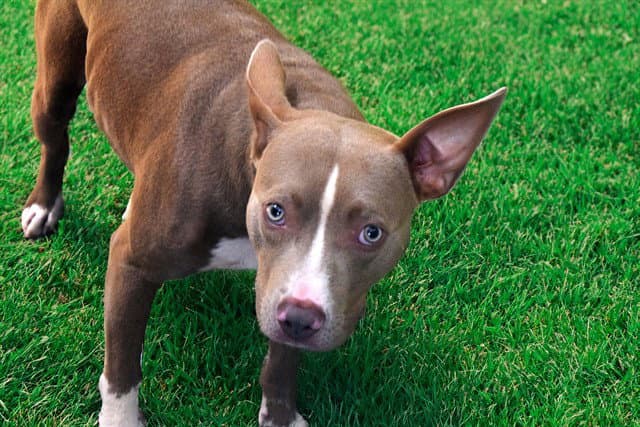 Bobby - Pit Bull Terrier