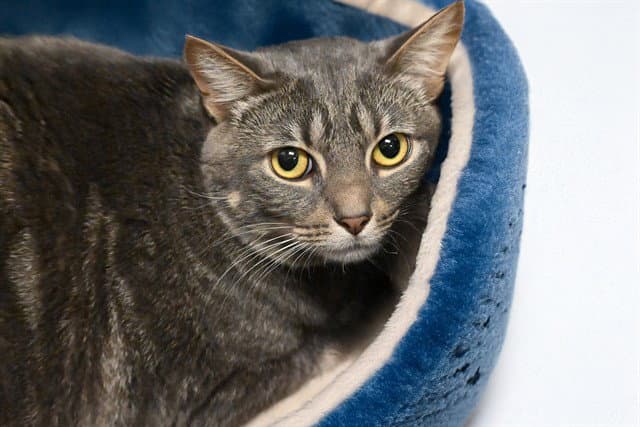 Ash - Domestic Short Hair