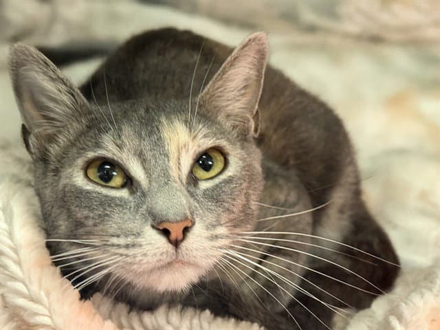 Noelle - Domestic Short Hair