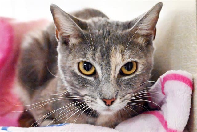 Noelle - Domestic Short Hair