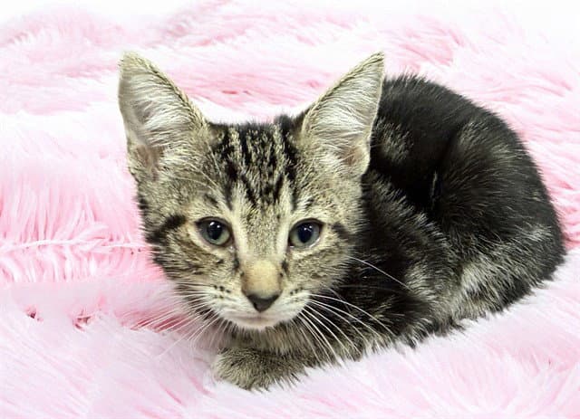 Sasha - Domestic Short Hair