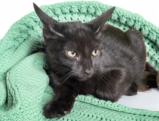 Chiffon - Domestic Short Hair