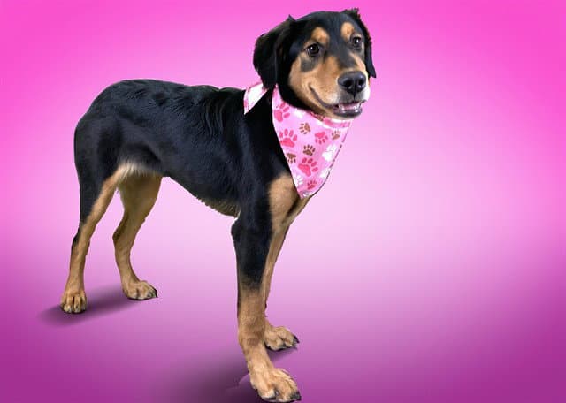 Stray Not Available - Gordon Setter
