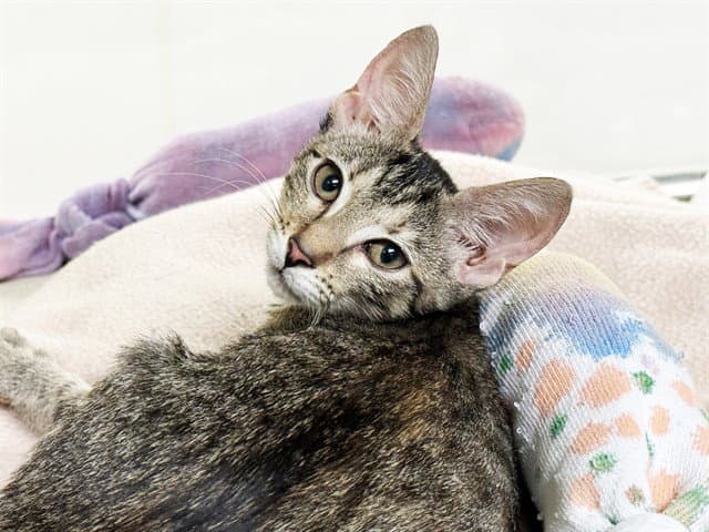 Marmalade - Domestic Short Hair
