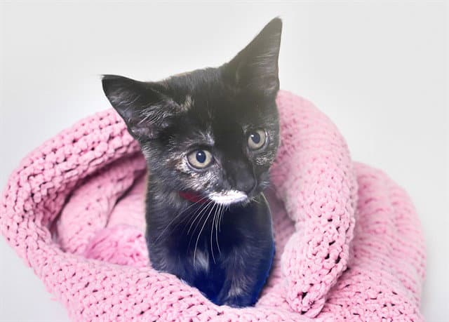 Millie - Domestic Short Hair