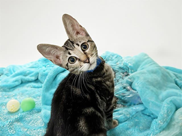 Porridge - Domestic Short Hair