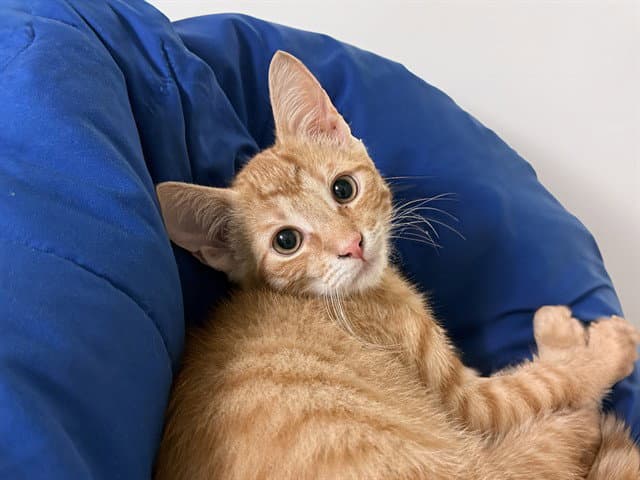 Marquise - Domestic Short Hair