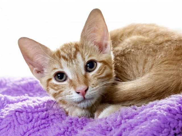 Baguette - Domestic Short Hair