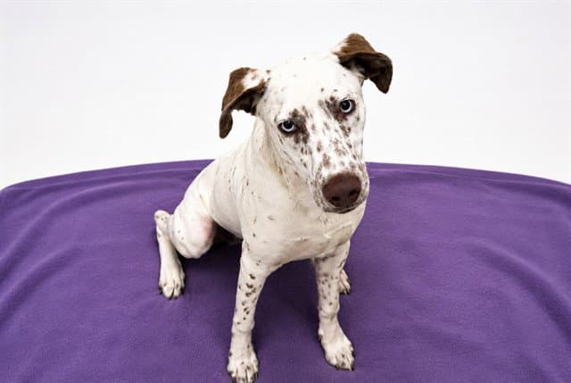 Arwyn - Dalmatian