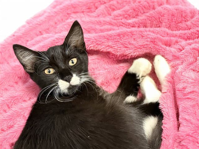 Saphire - Domestic Short Hair