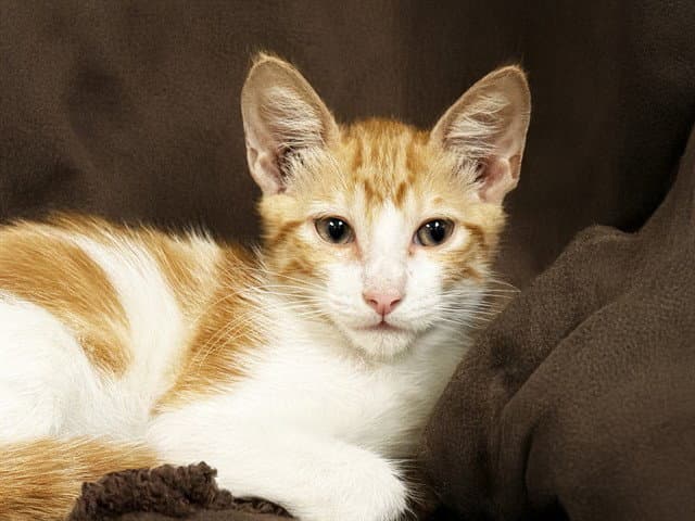 Carnelian - Domestic Short Hair