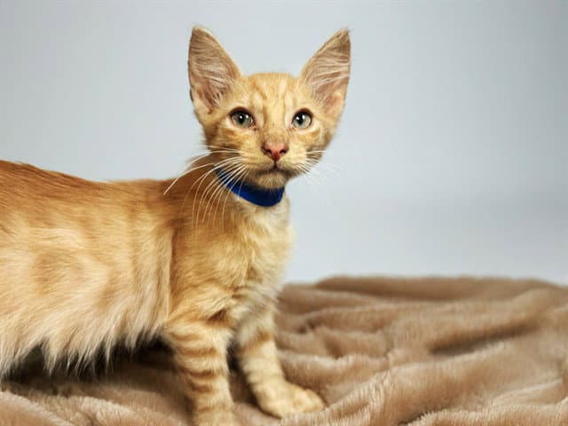 Quartz - Domestic Short Hair
