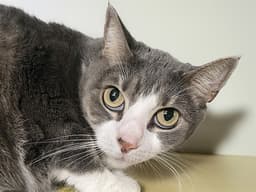 Millie image 1