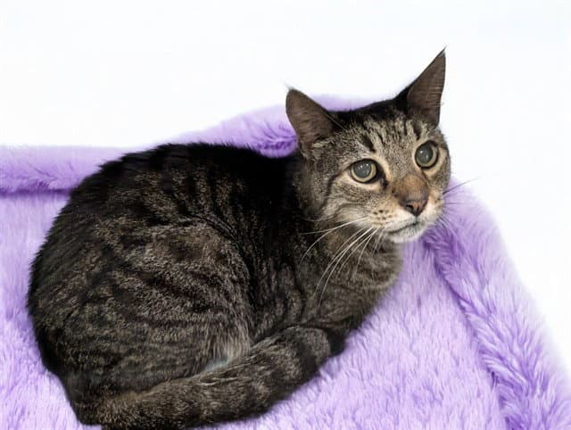 Stray Not Available - Domestic Short Hair