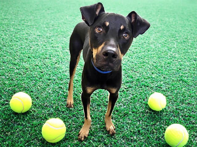 Griff - Doberman Pinscher