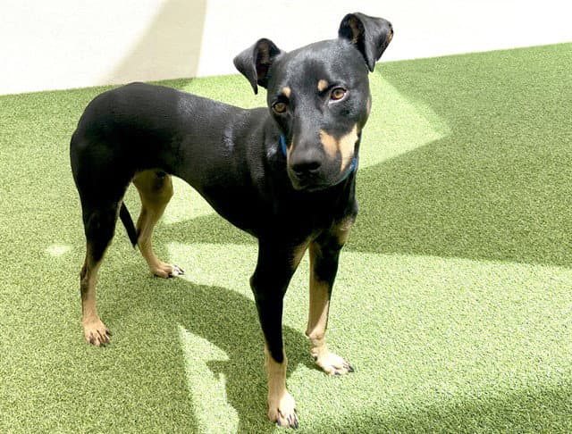 Griff - Doberman Pinscher