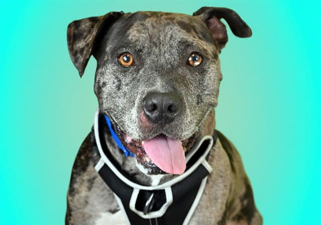 Jeremy - Catahoula Leopard Dog