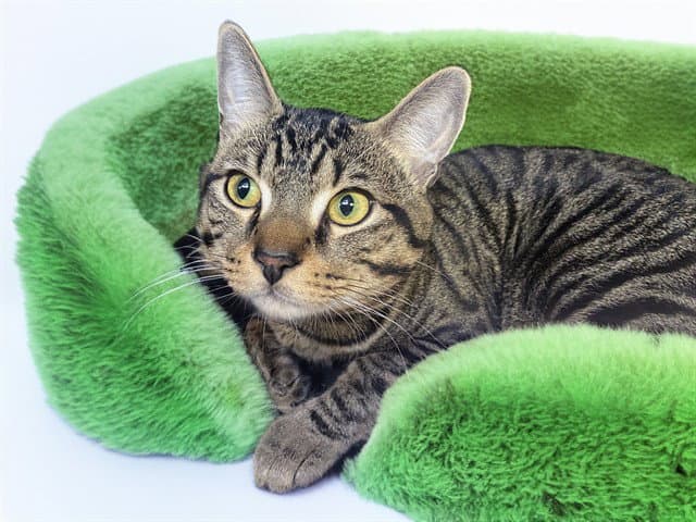 Kairo - Domestic Short Hair