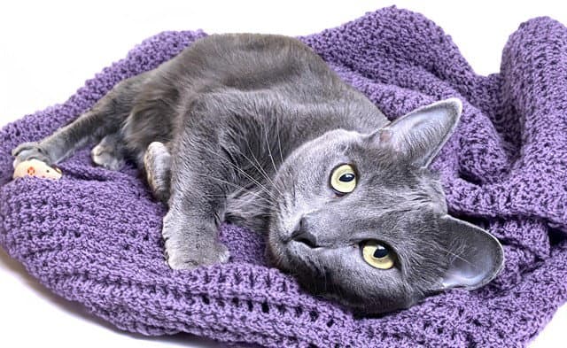 Bunny - Domestic Short Hair