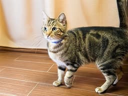 Buttersworth image 1