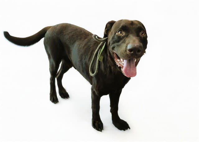 Stray Not Available - Labrador Retriever