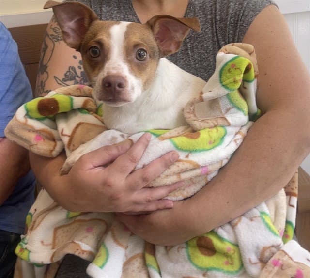 Stray Not Available - Jack Russell Terrier (Parson Russell Terrier)