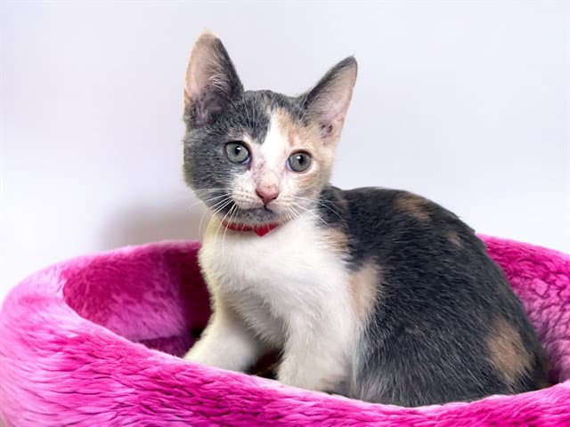 Wisk - Domestic Short Hair
