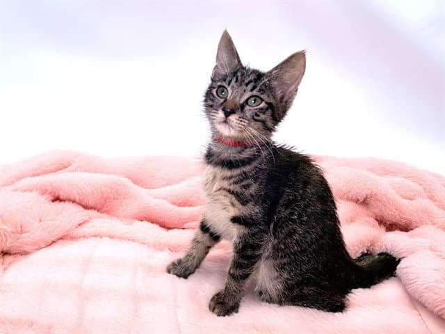 Tatiana - Domestic Short Hair