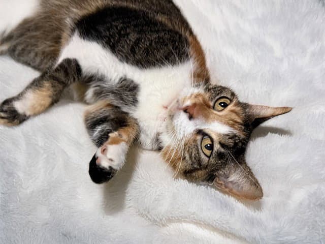 Luna - Domestic Short Hair