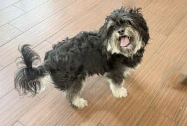 Stray Not Available - Havanese