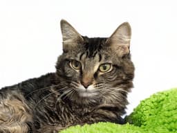 Marshal image 1