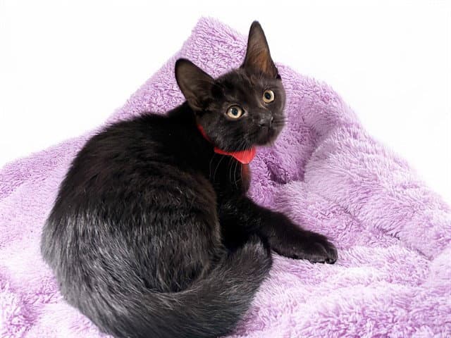 Midnight - Domestic Short Hair