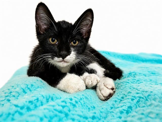 Wallace - Domestic Short Hair