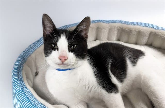 Dumplin - Domestic Short Hair