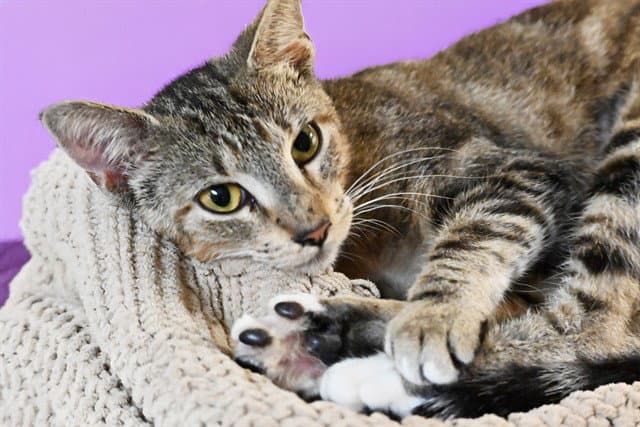 Amethyst - Domestic Short Hair