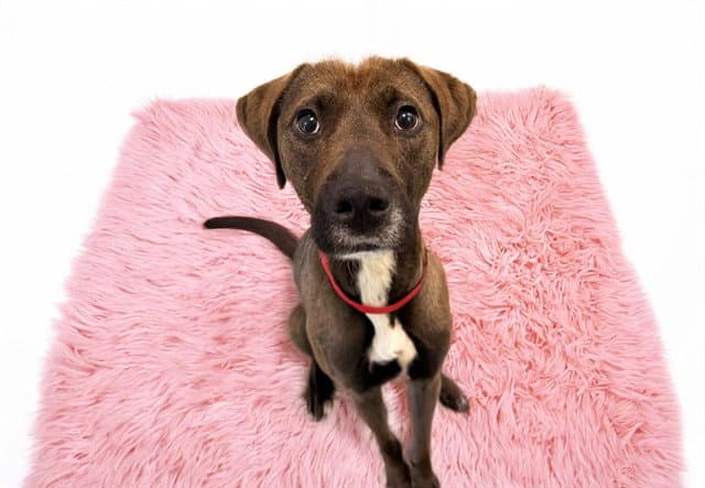 Dahlia - Greyhound