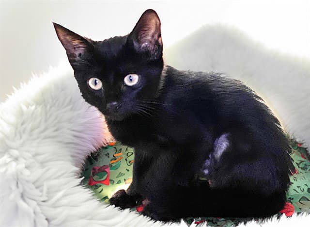 Vivi - Domestic Short Hair