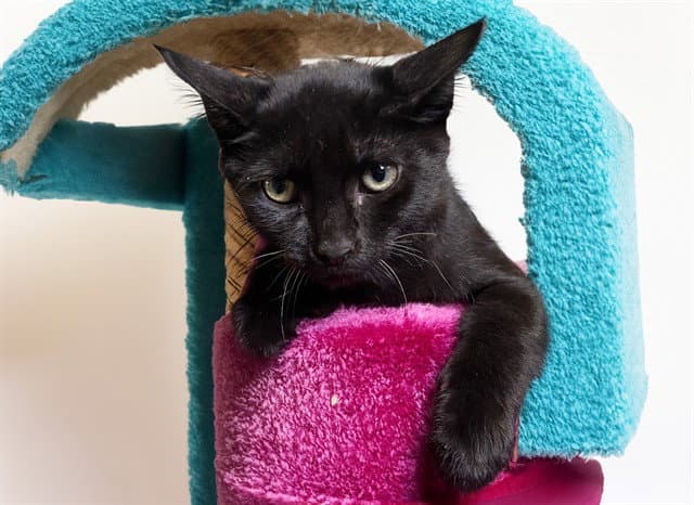 Biscotti - Domestic Short Hair