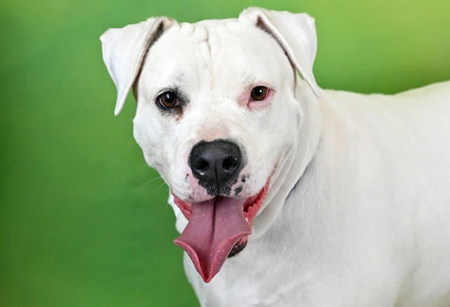 Daisy - American Bulldog